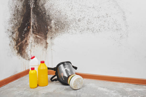 Best Certified Mold Removal  in Riner, VA
