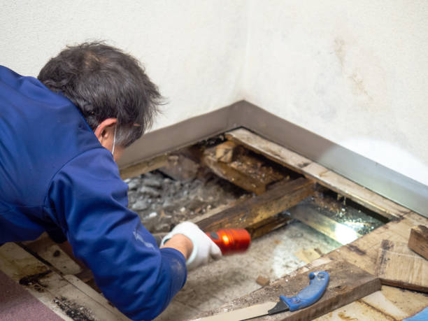 Best Mold Testing  in Riner, VA