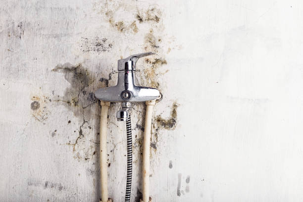 Mold Removal Process in Riner, VA