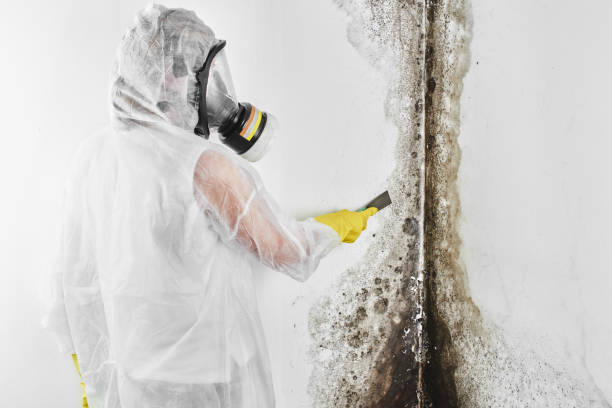 Best Residential Mold Removal  in Riner, VA