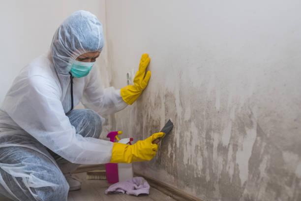 Best Same-Day Mold Removal  in Riner, VA