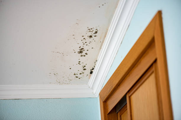 Attic Mold Removal in Riner, VA