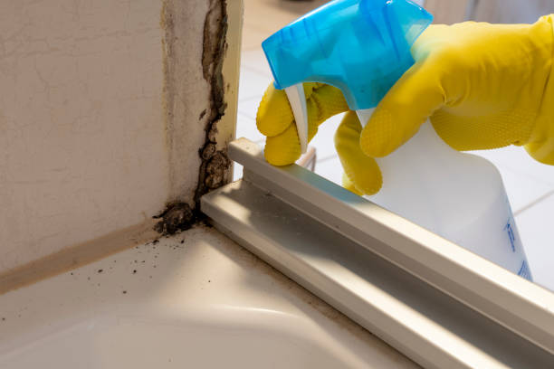 Best Certified Mold Removal  in Riner, VA