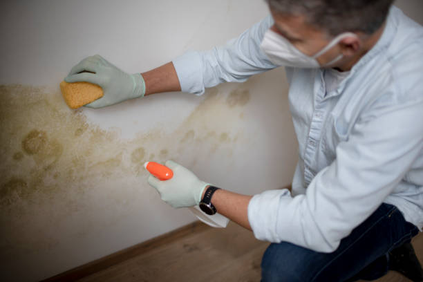 Best Mold Remediation  in Riner, VA