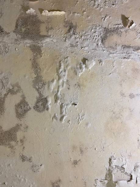 Best Toxic Mold Removal  in Riner, VA
