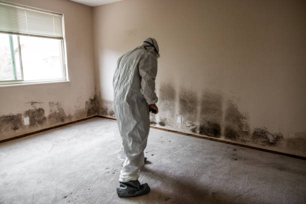 Best Black Mold Removal  in Riner, VA