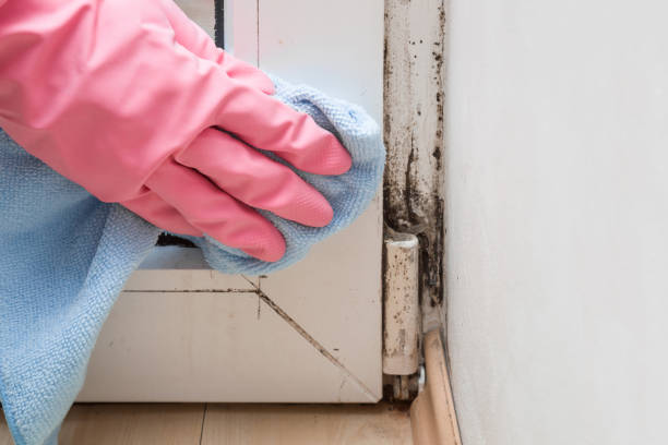 Trusted Riner, VA Mold Removal Experts