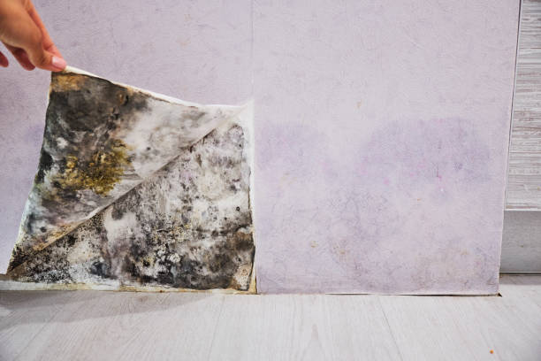 Best Commercial Mold Removal  in Riner, VA